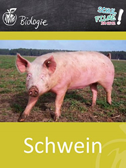 Das Schwein