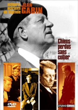 Chiens perdus sans collier